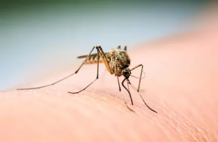 mosquito on someone's arm