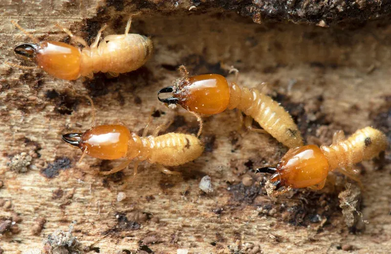 termites on wood