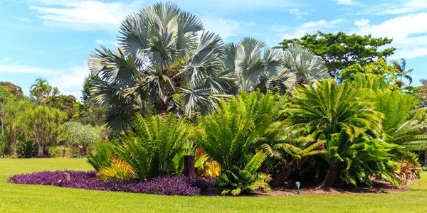 trees and shrubs in Florida