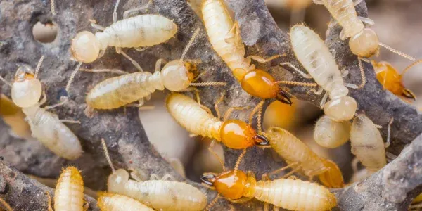 termites on wood